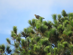 Daptrius chimachima