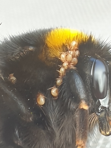 Parasitellus fucorum