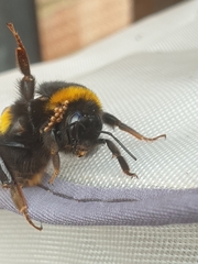 Parasitellus fucorum