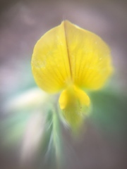 Crotalaria hebecarpa