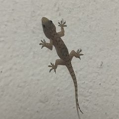 Hemidactylus murrayi