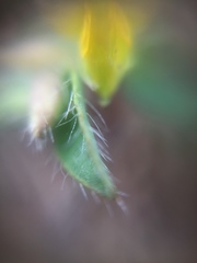 Crotalaria hebecarpa