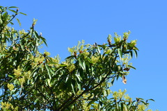 Machilus zuihoensis mushaensis