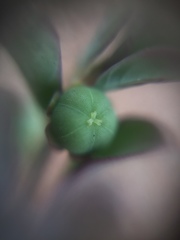 Phyllanthus maderaspatensis