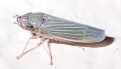 Xyphon reticulatum