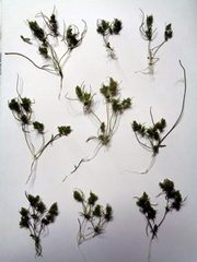 Tolypella glomerata