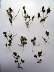 Tolypella glomerata