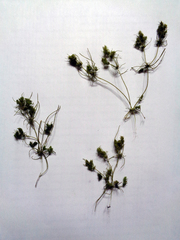 Tolypella glomerata