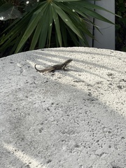 Leiocephalus carinatus
