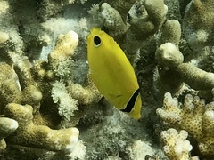 Chaetodon andamanensis