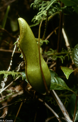 Nepenthes