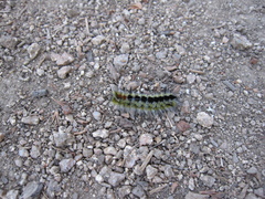 Lophocampa ingens