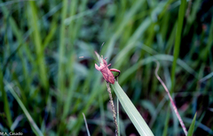 Molipteryx hardwickii