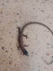 Loxopholis rugiceps