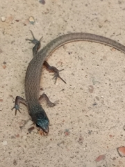 Loxopholis rugiceps