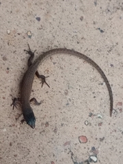 Loxopholis rugiceps