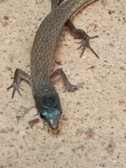Loxopholis rugiceps
