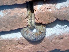 Trimorphodon paucimaculatus