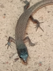 Loxopholis rugiceps
