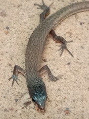 Loxopholis rugiceps