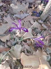 Iris reticulata