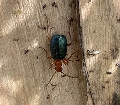 Brachinus crepitans