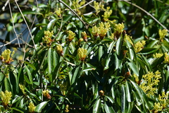 Machilus zuihoensis mushaensis