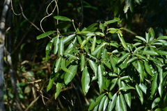 Machilus zuihoensis mushaensis