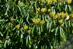 Machilus zuihoensis mushaensis