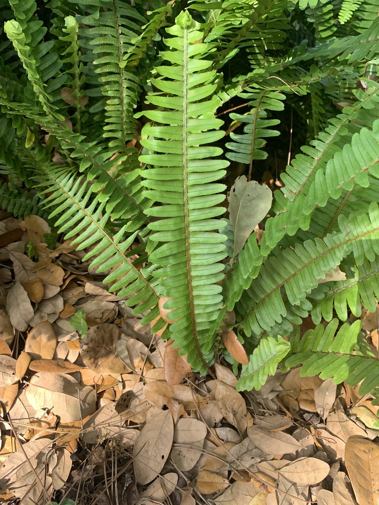 Fishbone Fern from Lettuce Lake Park, Tampa, FL, US on March 03, 2022
