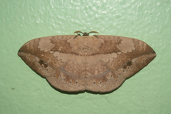 Sphingognatha asclepiades