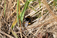 Bombus terrestris audax