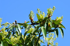 Machilus zuihoensis mushaensis