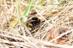 Bombus terrestris audax
