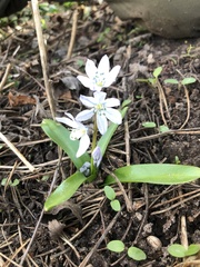 Scilla mischtschenkoana