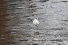 Egretta garzetta