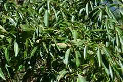 Machilus zuihoensis mushaensis