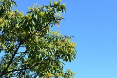 Machilus zuihoensis mushaensis