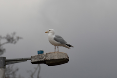 Larus argentatus