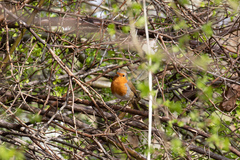 Erithacus rubecula