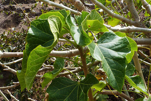 Jatropha curcas image