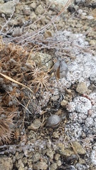 Astragalus chorinensis