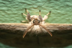 Sphingognatha asclepiades