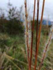 Saccharum formosanum