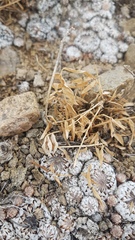 Astragalus chorinensis