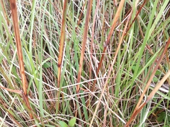 Saccharum formosanum