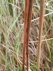 Saccharum formosanum