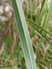Cladium mariscus mariscus