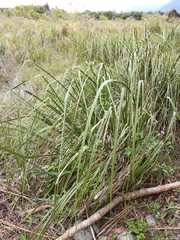 Cladium mariscus mariscus