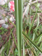 Cladium mariscus mariscus